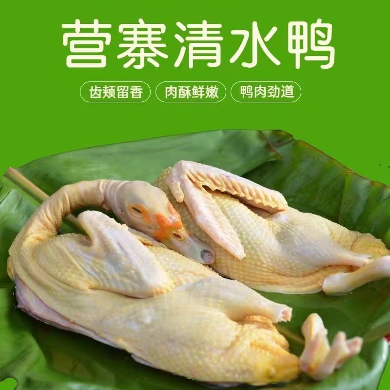 营寨清水鸭