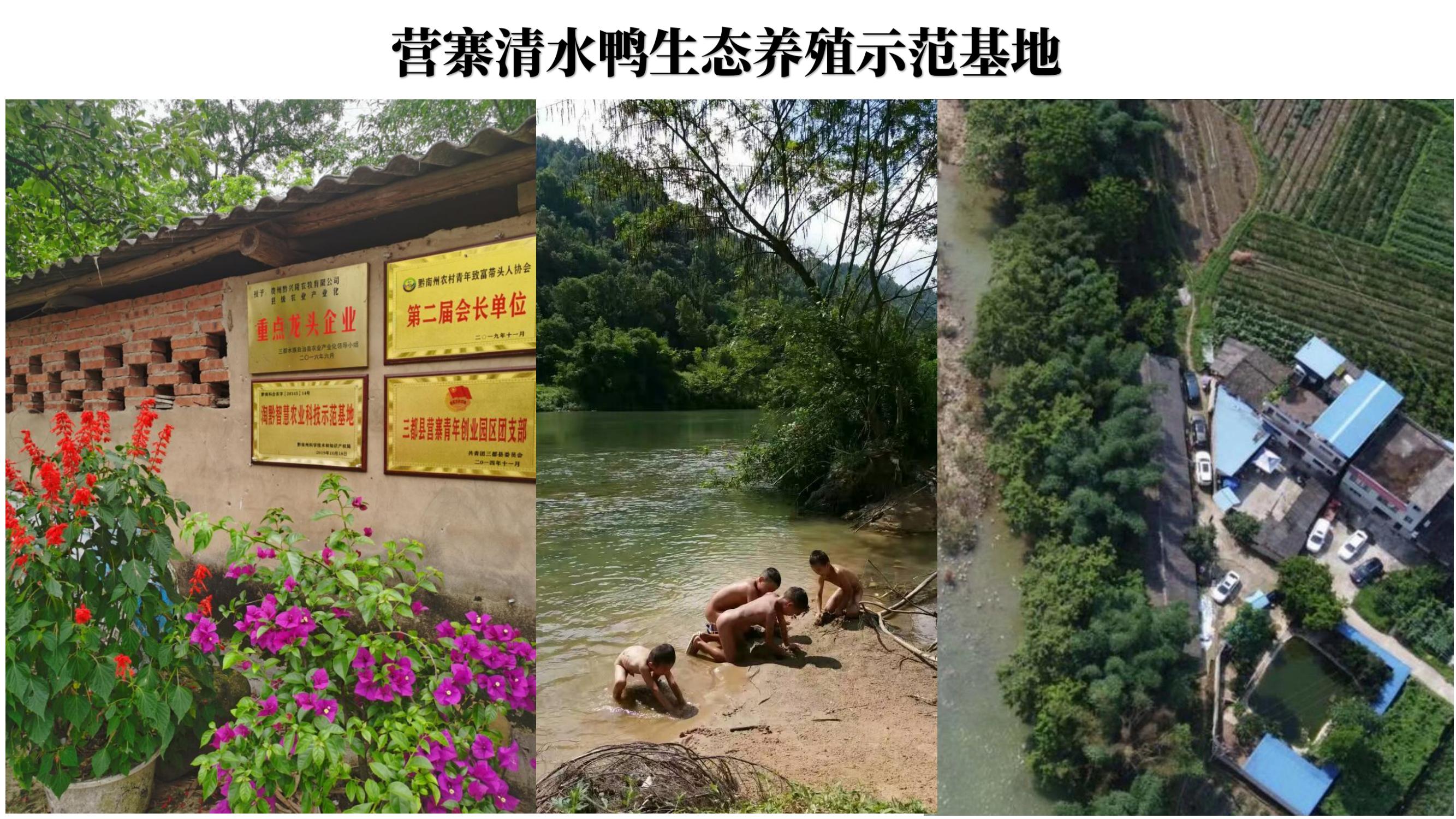 营寨清水鸭(养一辈子鸭，爱一个女人)(1)_16.jpg