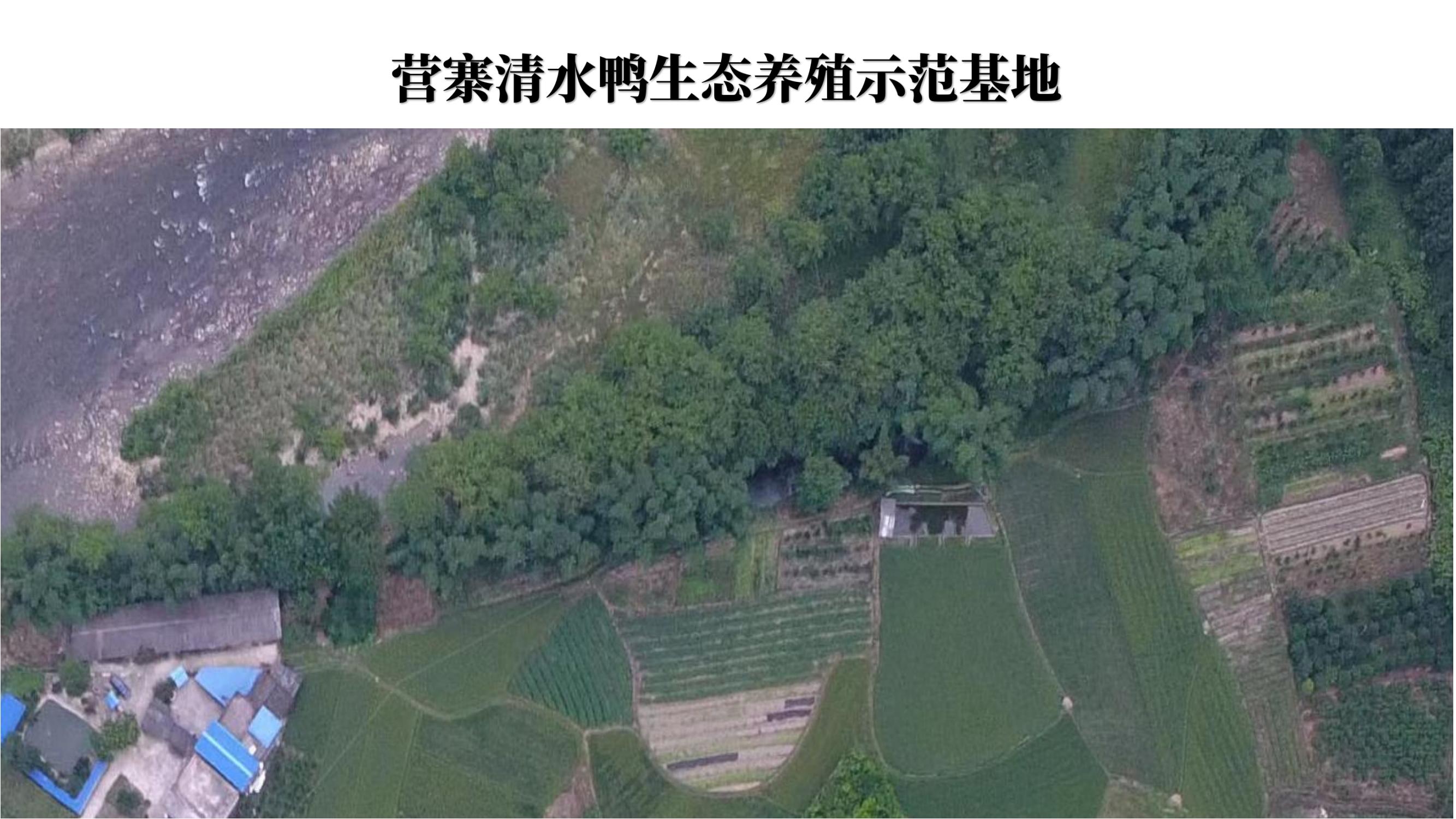 营寨清水鸭(养一辈子鸭，爱一个女人)(1)_15.jpg