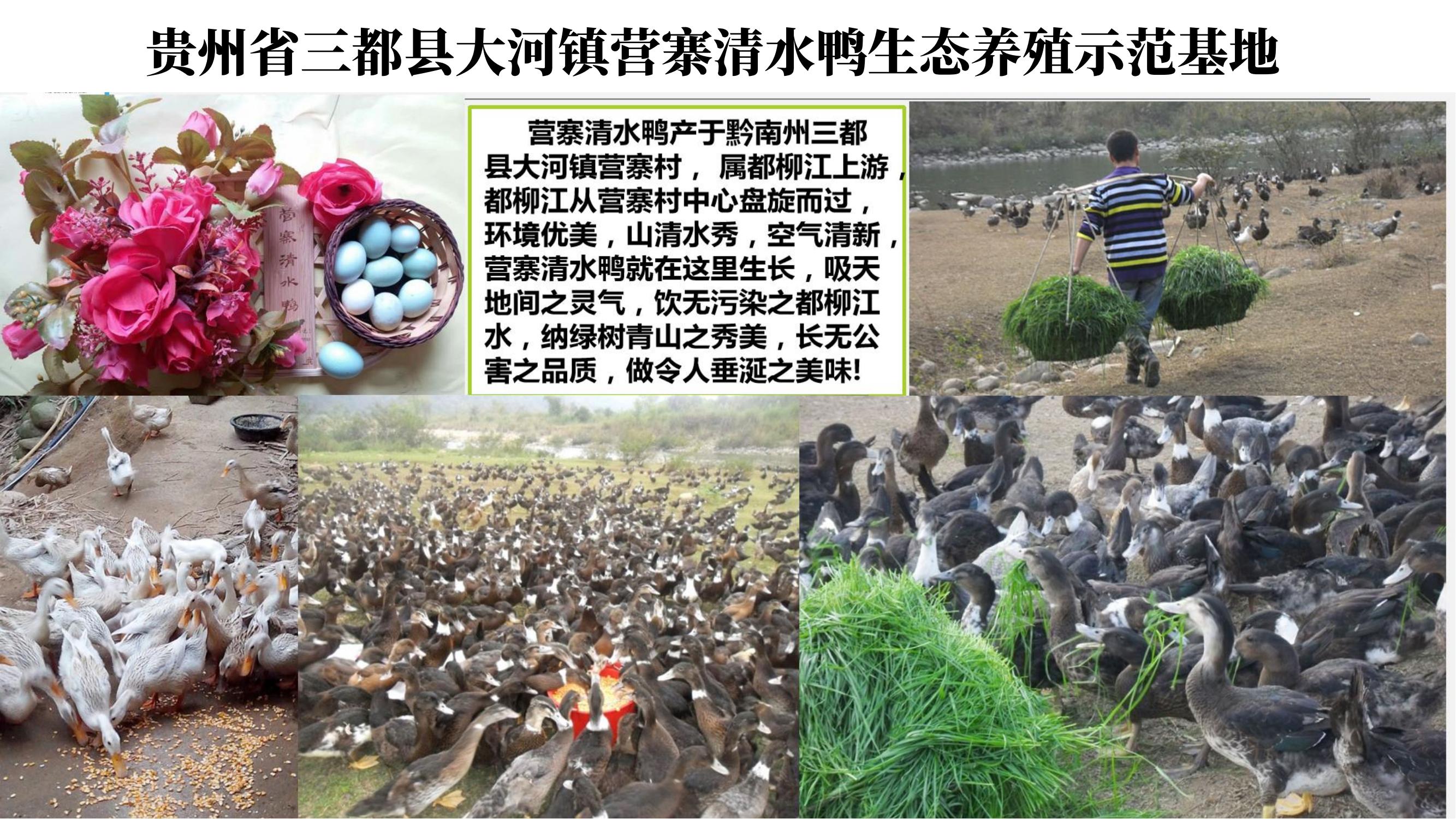 营寨清水鸭(养一辈子鸭，爱一个女人)(1)_17.jpg