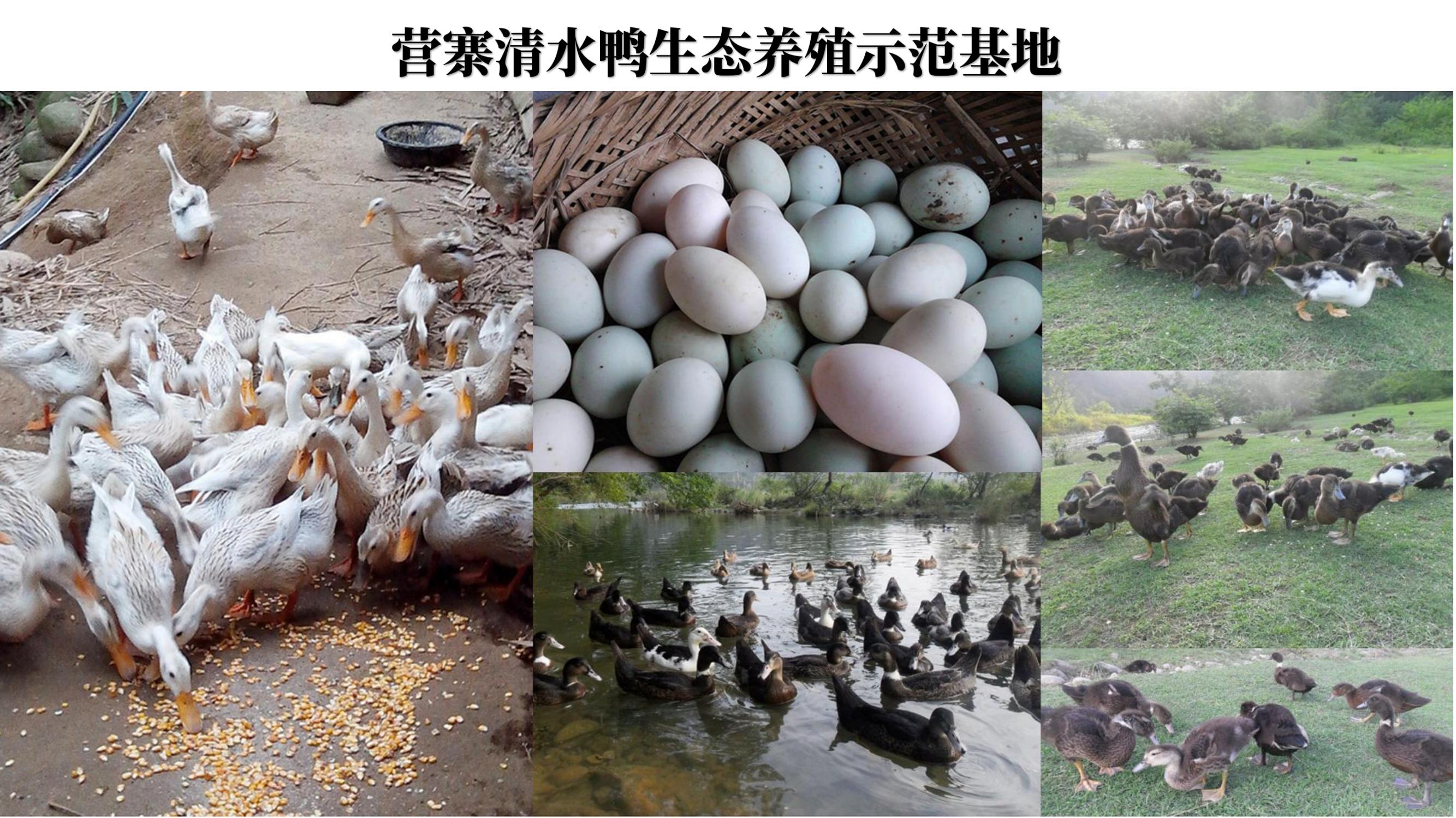 营寨清水鸭(养一辈子鸭，爱一个女人)(1)_19.jpg