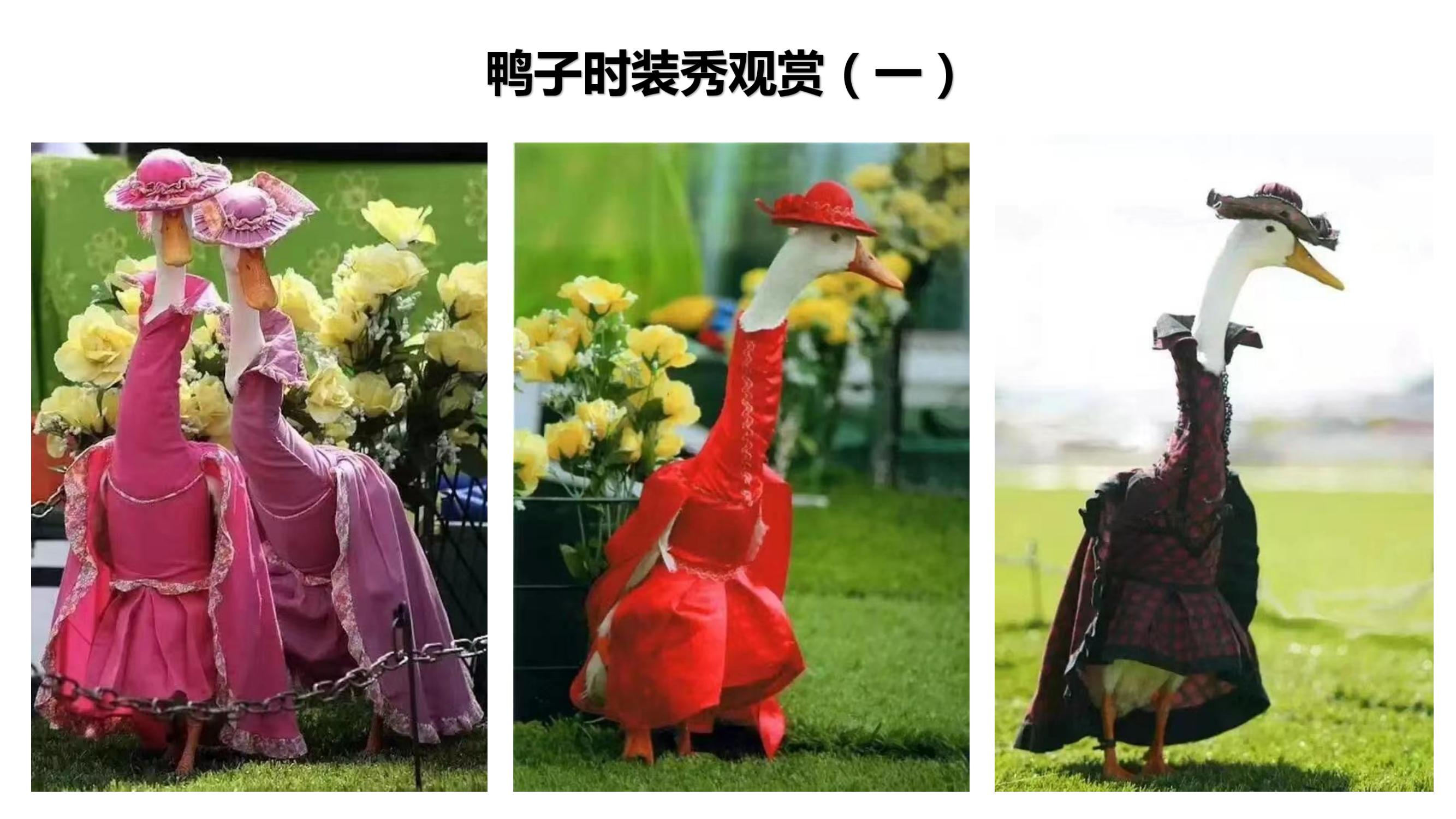 营寨清水鸭(养一辈子鸭，爱一个女人)(1)_28.jpg