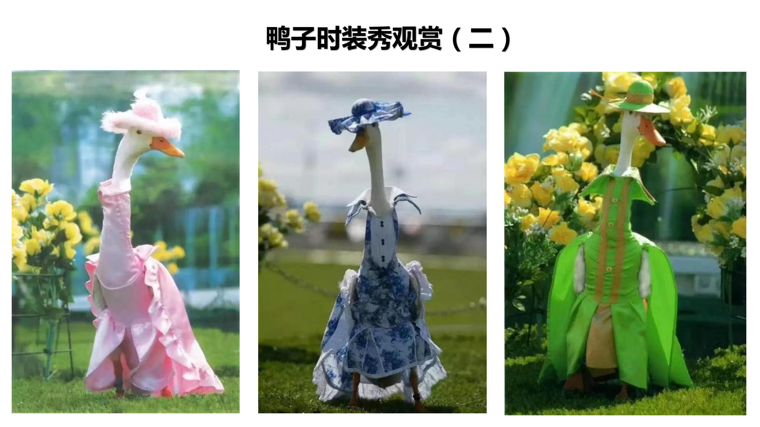 营寨清水鸭(养一辈子鸭，爱一个女人)(1)_29.jpg